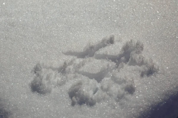 白色毛茸茸的雪地上涂着哈希标签标志 — 图库照片