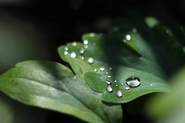 Large Silver Raindrops Dark Green Leaves Garden Summer Evening Background — Stock Photo, Image
