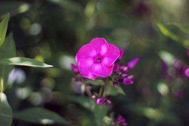 Bulanık yeşil bir arka planda tomurcukları olan parlak pembe bir fenox çiçeği.
