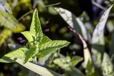 Bir yaz sabahı bahçede çiğ tanecikli nane yaprağı ve metin kopyalamak için yeri var.