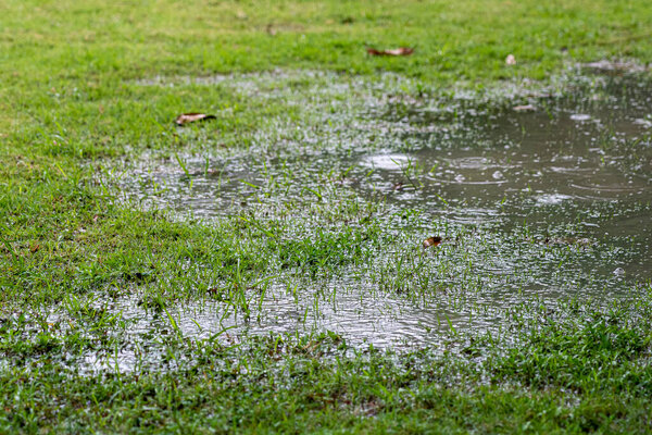 Лужа на газоне, вызванная ливнем. Крупные планы капель дождя, падающих на воду и сухие листья.