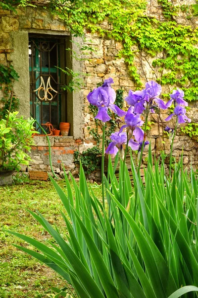 Altes eisernes verziertes Landtor mit Blumen im Vordergrund — Stockfoto