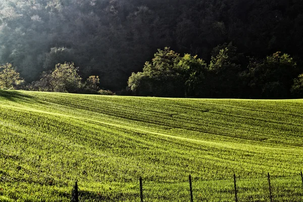 Campo de campo al atardecer —  Fotos de Stock