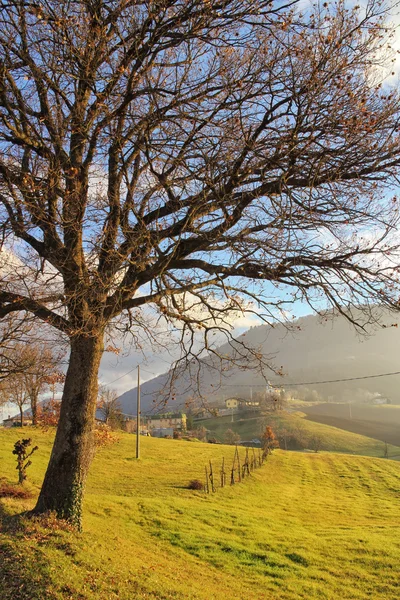 Hill landscape with old oak tree — Stock Photo, Image