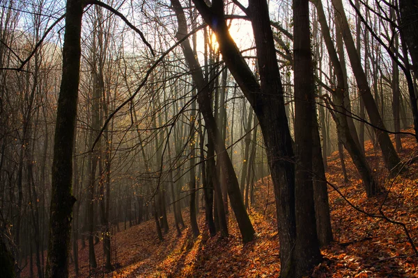 Foresta di alberi autunnali al tramonto — Foto Stock