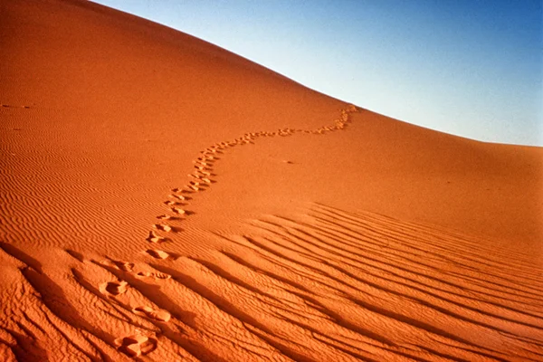 Huellas de camello en dunas de arena libias — Foto de Stock