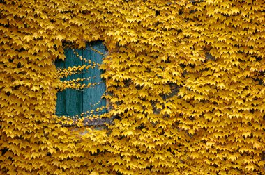 Old mountain shutter encircled by autumn ivy leaves clipart