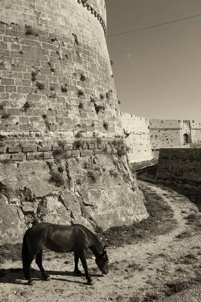 Dark horse grazing on ancient castle moat — Stock Photo, Image