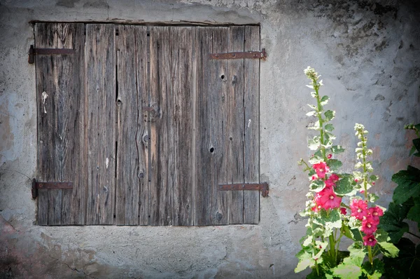Old fashioned wooden shutter and wild mountain flowers — Stock Photo, Image