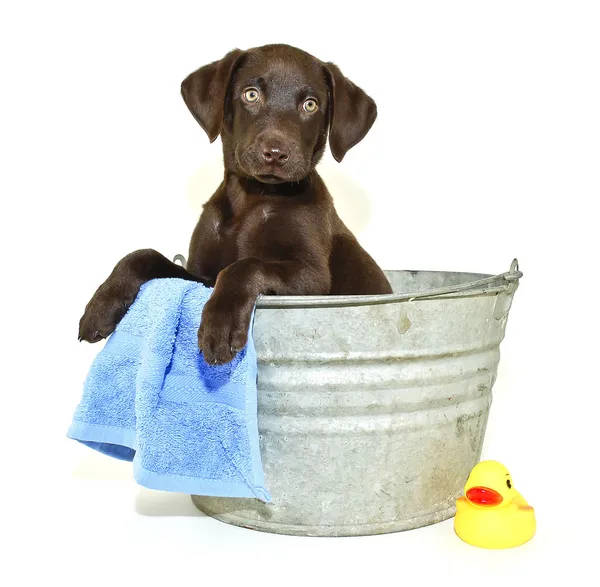 Cachorro de laboratorio conseguir un baño — Foto de Stock