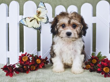 Süper şirin cavachon köpek yavrusu