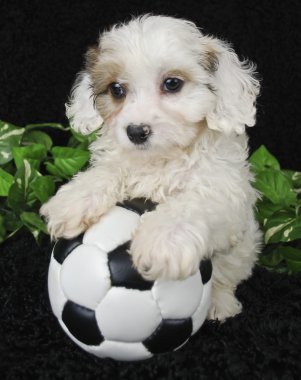 köpek yavrusu futbolcu