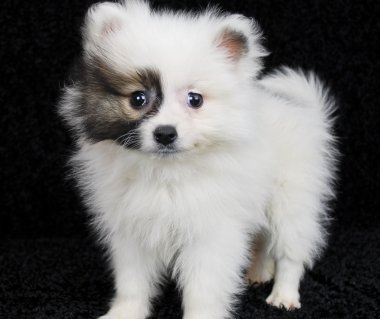 kahverengi ve beyaz pomeranian köpek yavrusu