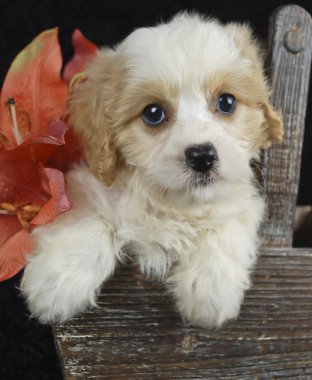 Cavachon köpek yavrusu