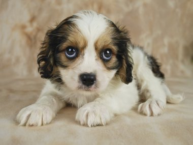 Cavachon köpek yavrusu