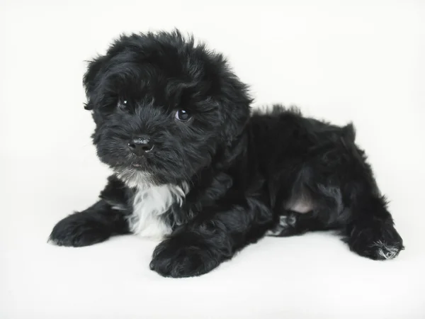 Zwart-witte pup — Stockfoto