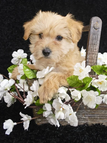 Filhote de cachorro sentado na cesta de flores brancas — Fotografia de Stock