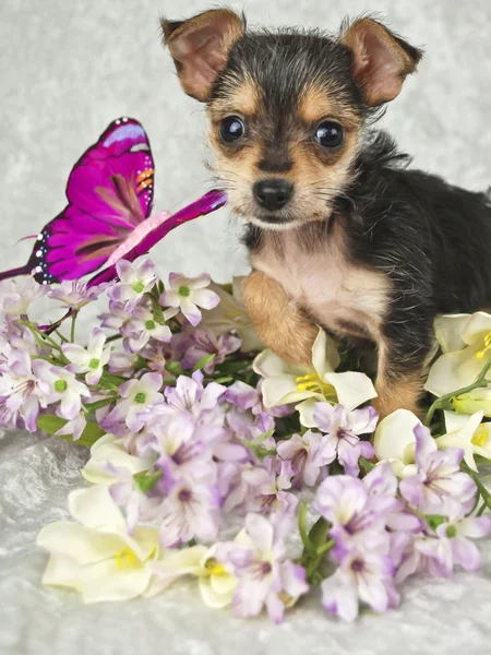 Kleine chahwahwa puppy — Stockfoto