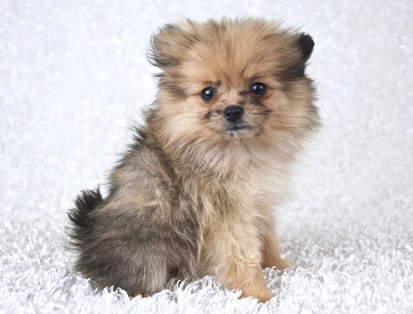 Carino Pom Puppy — Foto Stock