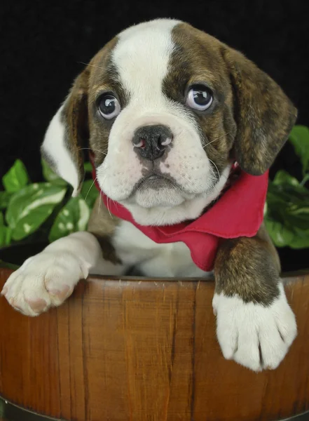 Sweet Little Bulldog Puppy — Stock Photo, Image