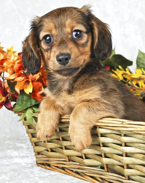 Schattig doxie puppy — Stockfoto