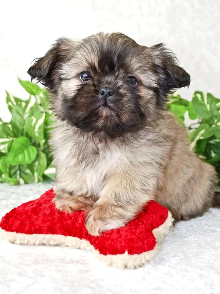 Shih-tzu valp — Stockfoto