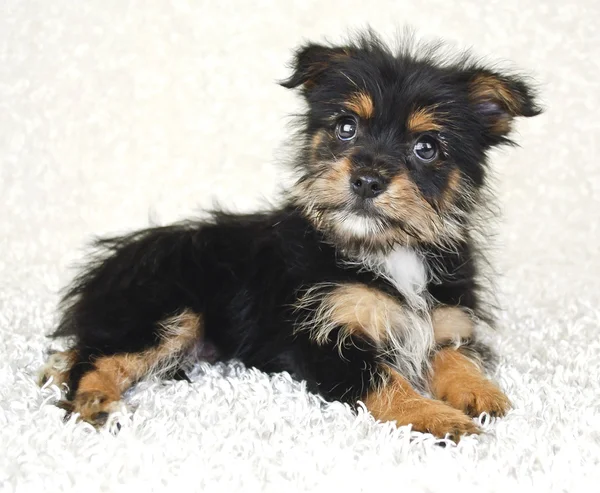 Sweet Yorki-Pom Puppy — Stock Photo, Image