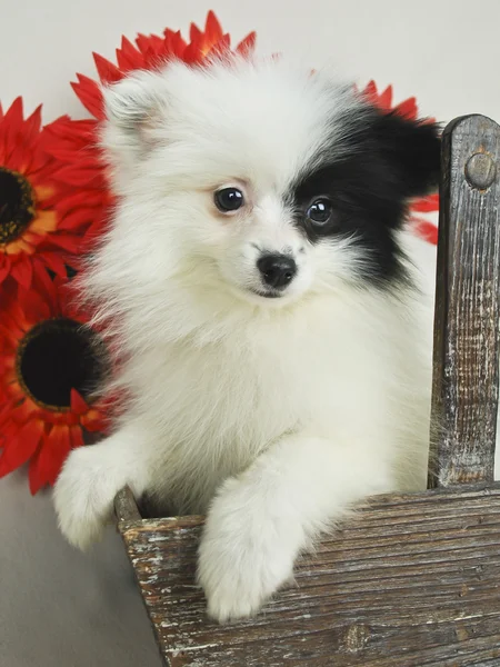 Black and White Pom Puppy — Stock Photo, Image