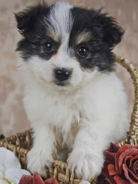 Zwart-wit schattige puppyładny czarny i biały szczeniak — Zdjęcie stockowe