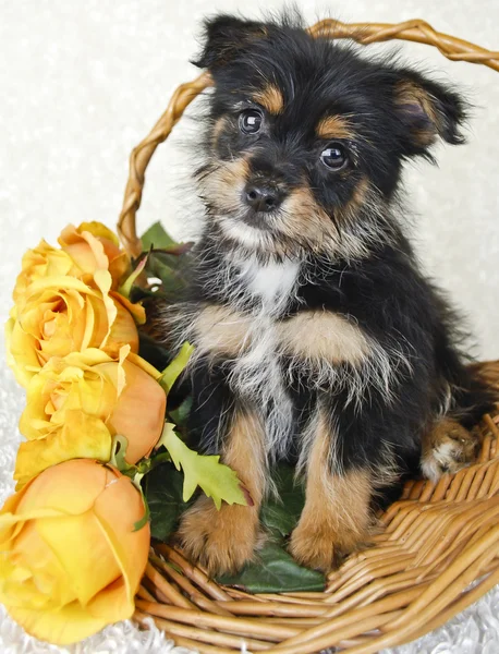 Niedlicher yorkie-pom welpe — Stockfoto