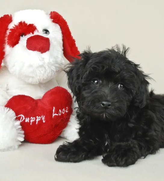 Amor filhote de cachorro — Fotografia de Stock