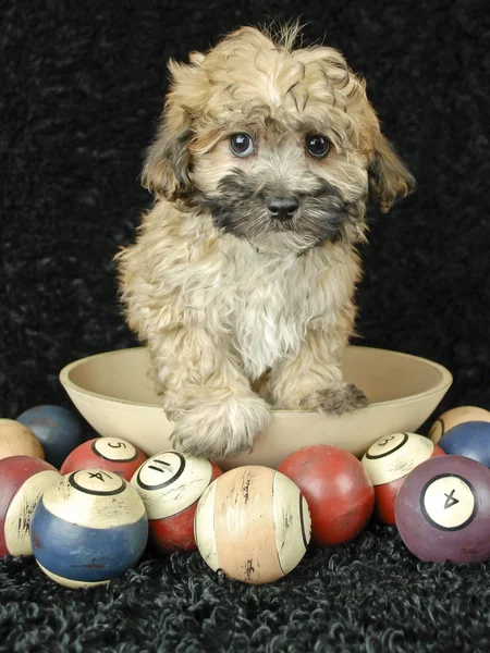 Cute Buff Puppy — Stock Photo, Image