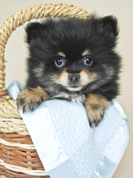 Very Cute Pom Puppy — Stock Photo, Image