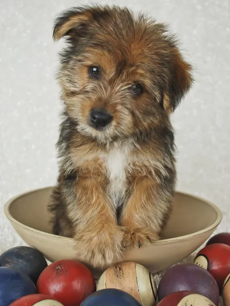 Curious Puppy — Stock Photo, Image