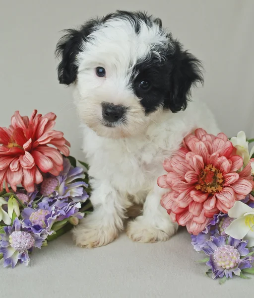 Malti-Poo Puppy — Stock Photo, Image