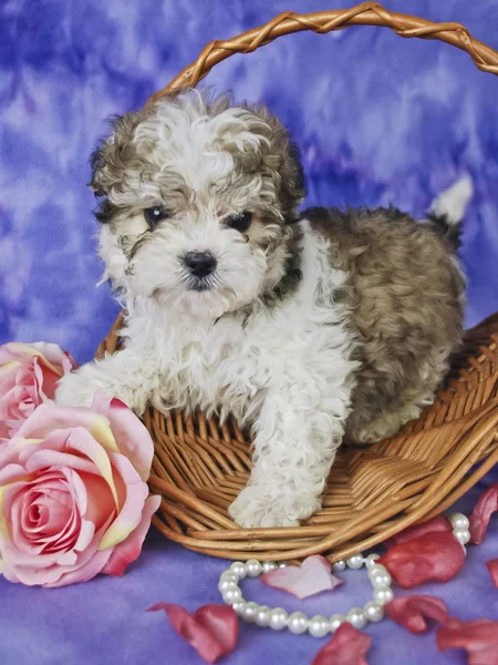 Szczeniak Malti-poo — Zdjęcie stockowe