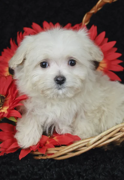 Malta puppy — Stok fotoğraf