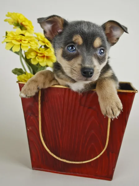 Bardzo cute puppy w wiadrze. — Zdjęcie stockowe