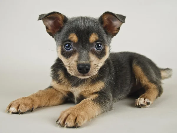 Dulce cachorro — Foto de Stock