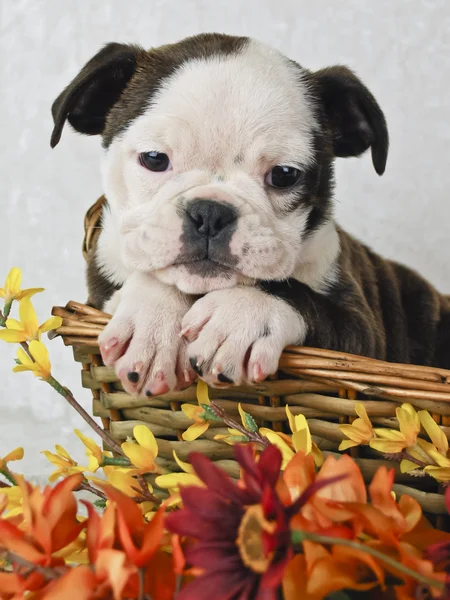 Søde Bulldog hvalp - Stock-foto