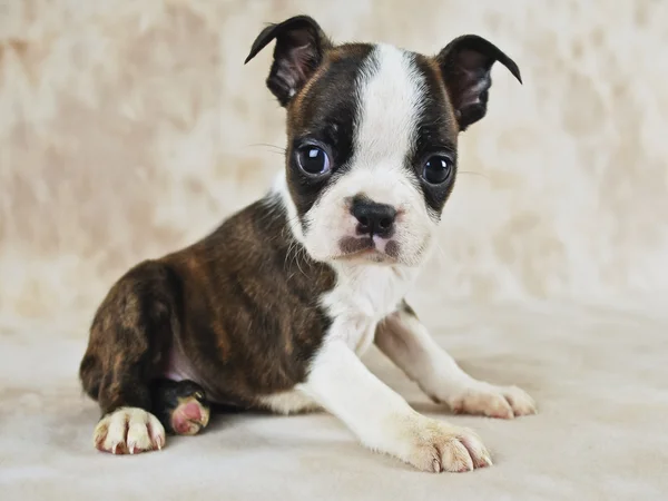 Brindle boston valp — Stockfoto