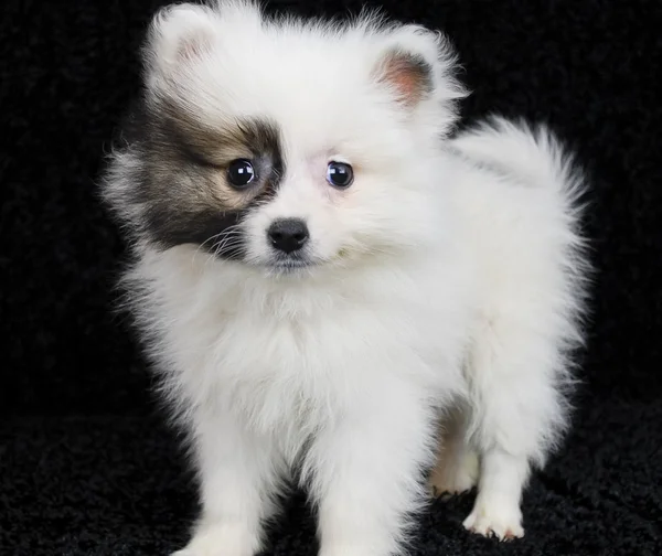 棕色和白色的博美犬小狗 — 图库照片