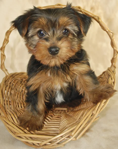 Cucciolo di Yorkie — Foto Stock