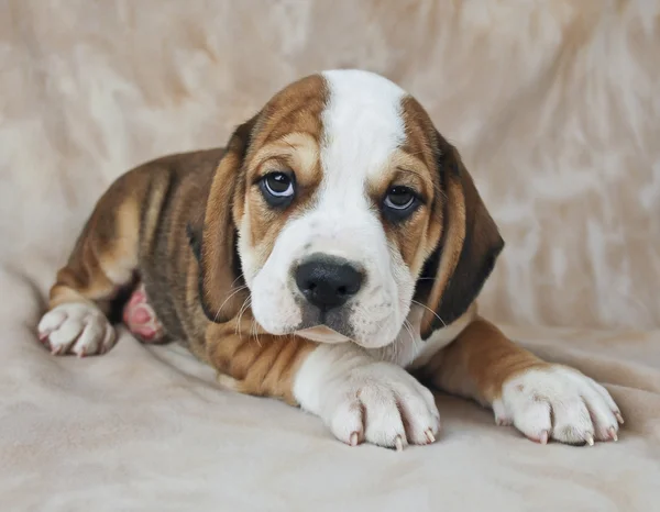 Lindo perrito beagle — Foto de Stock
