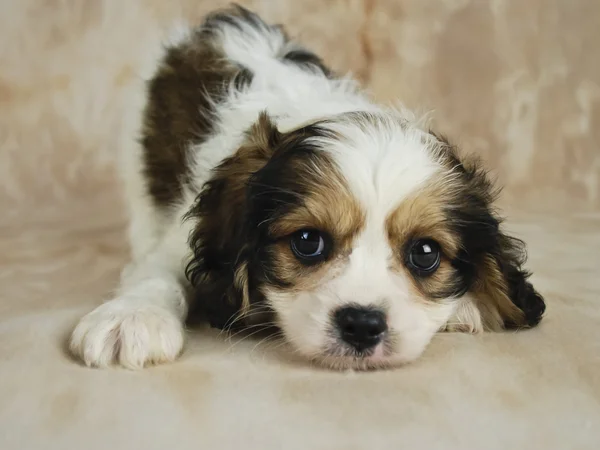 Cavachon Puppy — Stock Photo, Image