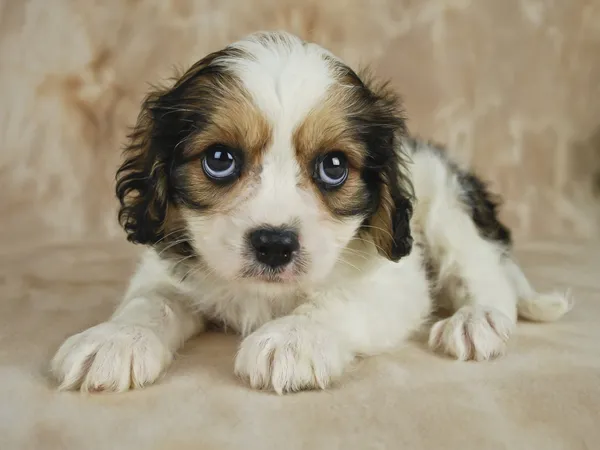 Cavachon Puppy — Stock Photo, Image