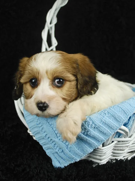 Cavachon Filhote de cachorro — Fotografia de Stock