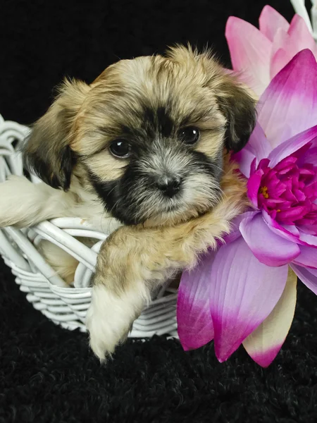 Puppy in Basket — Stock Photo, Image