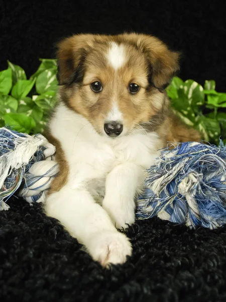 Welpe Sheltie — Stockfoto