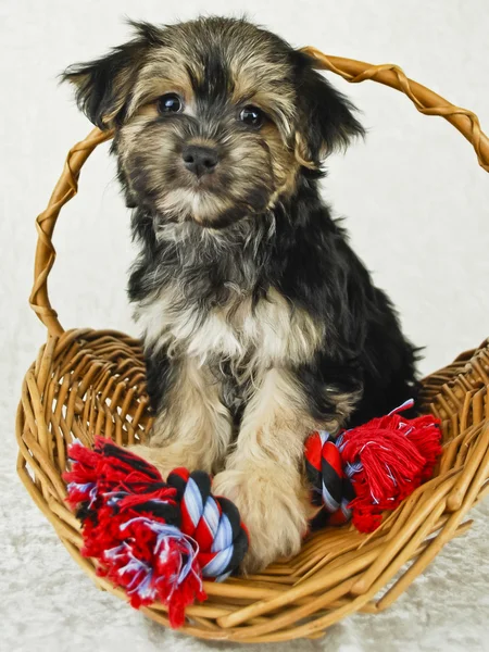 Very Cute Morkie Puppy — Stock Photo, Image